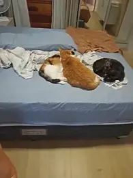 RipMyUnderwear webcam model stream image