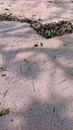 Scarlett_pee webcam cam4 model stream image