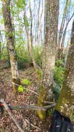 Legtiste webcam cam4 model stream image