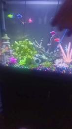 Latinlover513 webcam model stream image