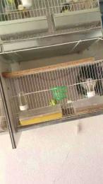 Ismael993 webcam cam4 model stream image