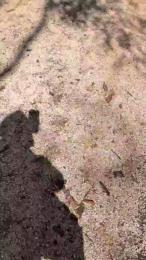 18cmdickforU webcam model stream image