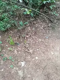 UrsoBissexualPauGrosso webcam model stream image