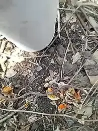 Desi_boy_fuck webcam stripchat model stream image