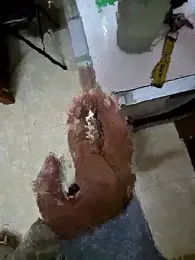 Kunbet webcam model stream image