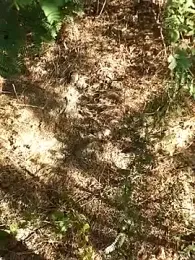 Ajith_mvi webcam model stream image