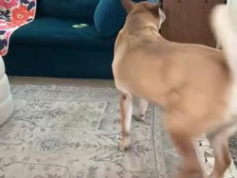 dreamyriri webcam model stream image