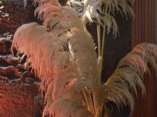 Ema Malkova webcam model stream image