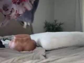 essenceblaque camsoda stream image, 31.03.2026 18:40